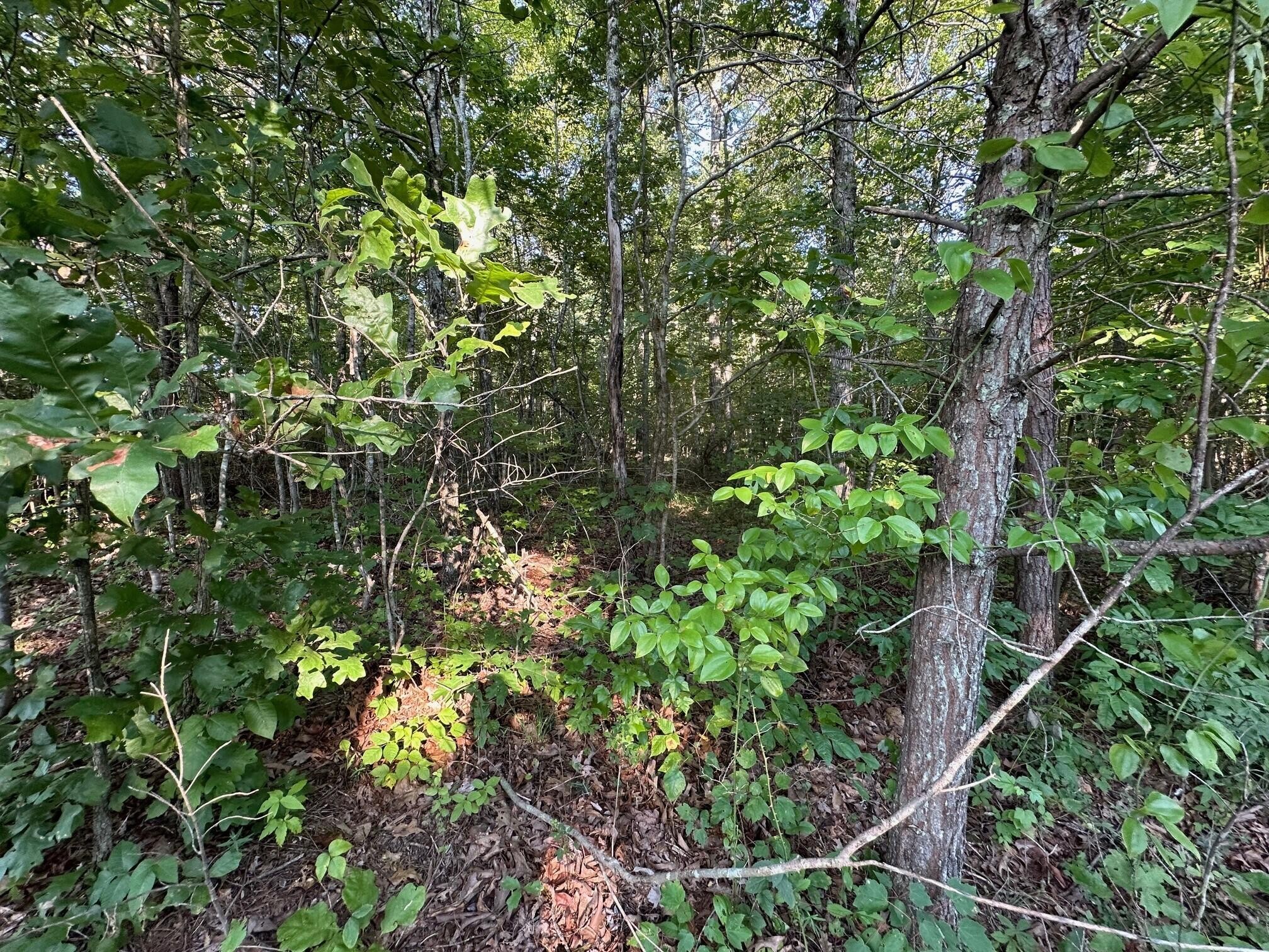14 Prater Road Pikeville, TN 37367 - Photo 9 of 22 Gallery Image 9