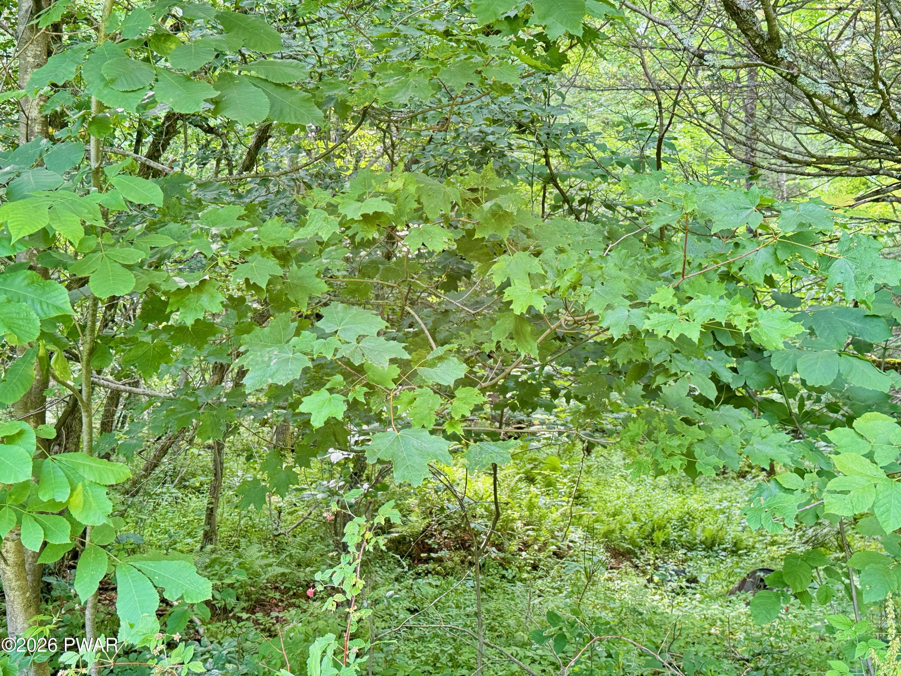 Murphy Hill Road Pleasant Mount, PA 18453 - Photo 3 of 5