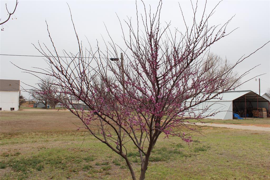 601 Carothers Avenue Rochester, TX 79544 - Photo 36 of 37 a view of a yard with a trees