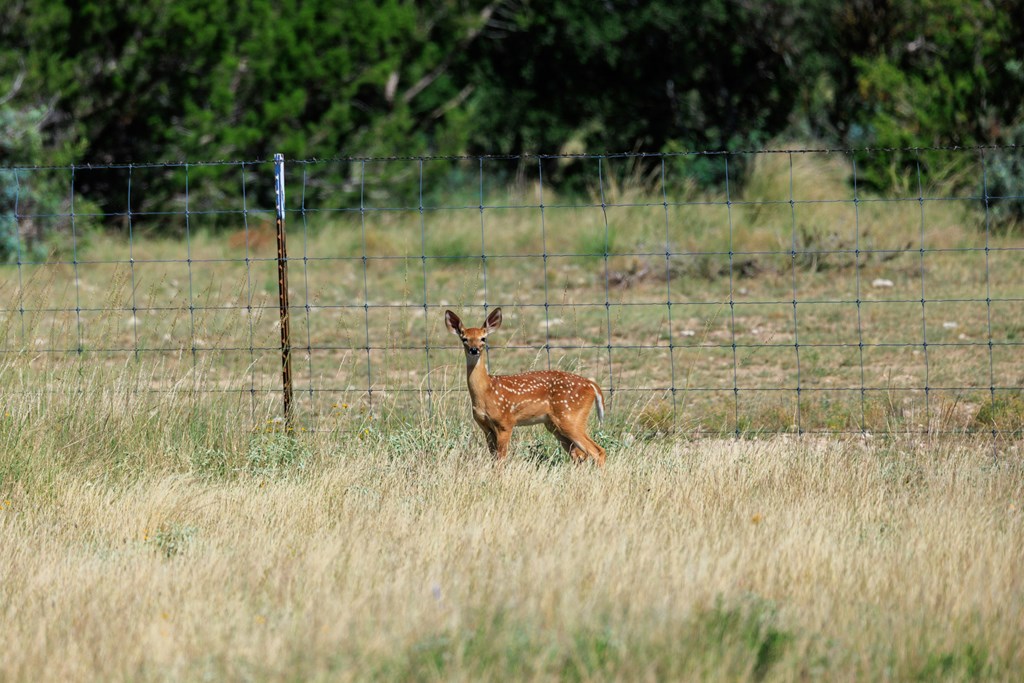 16251 Door Key Road San Angelo, TX 76904 - Photo 13 of 69 a view of a lake from a yard