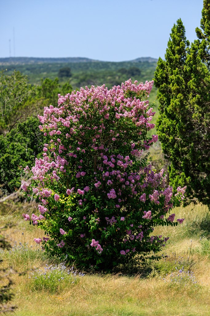 16251 Door Key Road San Angelo, TX 76904 - Photo 15 of 69 a view of a flower in a garden