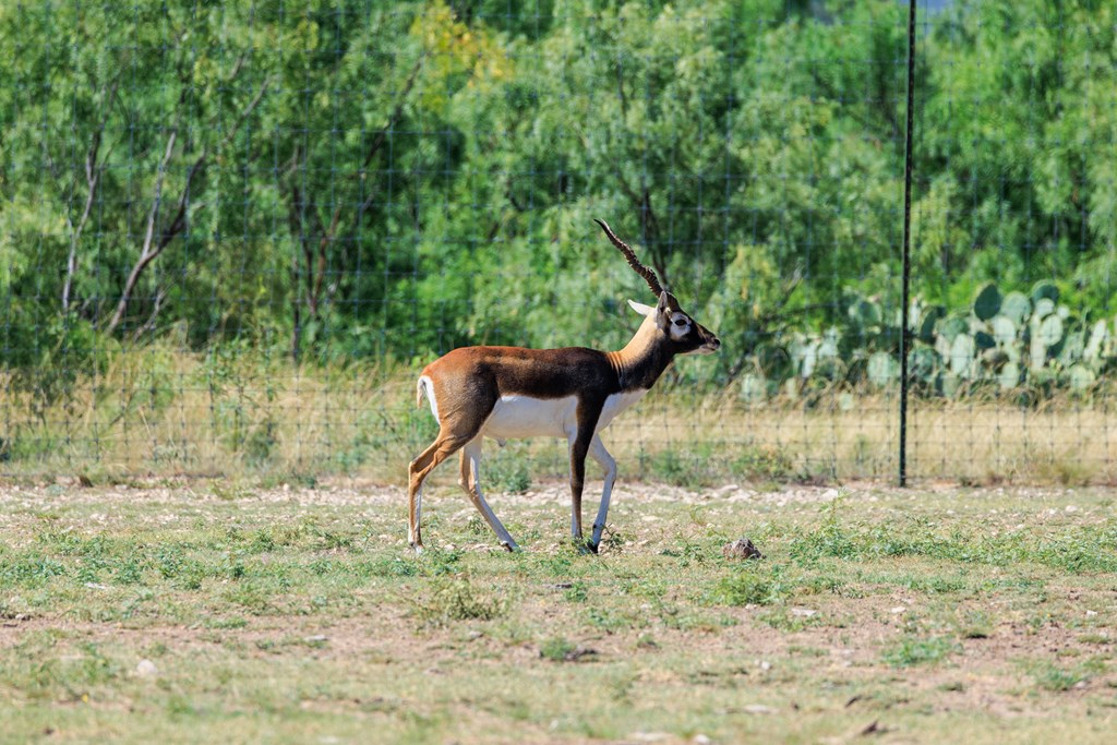 16251 Door Key Road San Angelo, TX 76904 - Photo 16 of 69 a backyard of a house with table and chairs