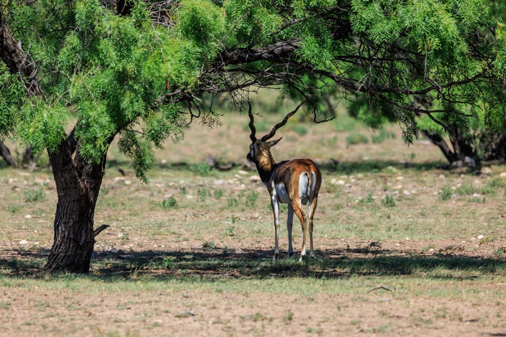 16251 Door Key Road San Angelo, TX 76904 - Photo 22 of 69 a view of a tree with a yard