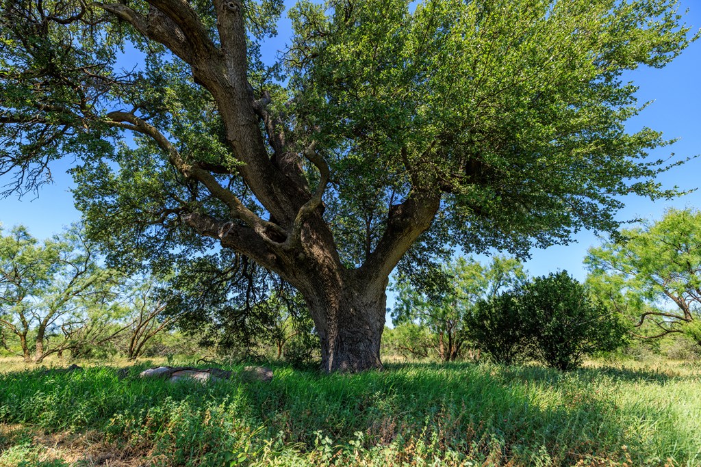 16251 Door Key Road San Angelo, TX 76904 - Photo 29 of 69 a big yard with lots of green space