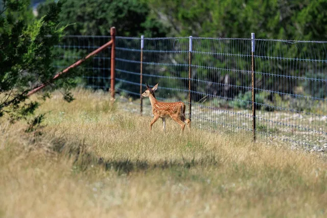 a view of an ocean from a yard