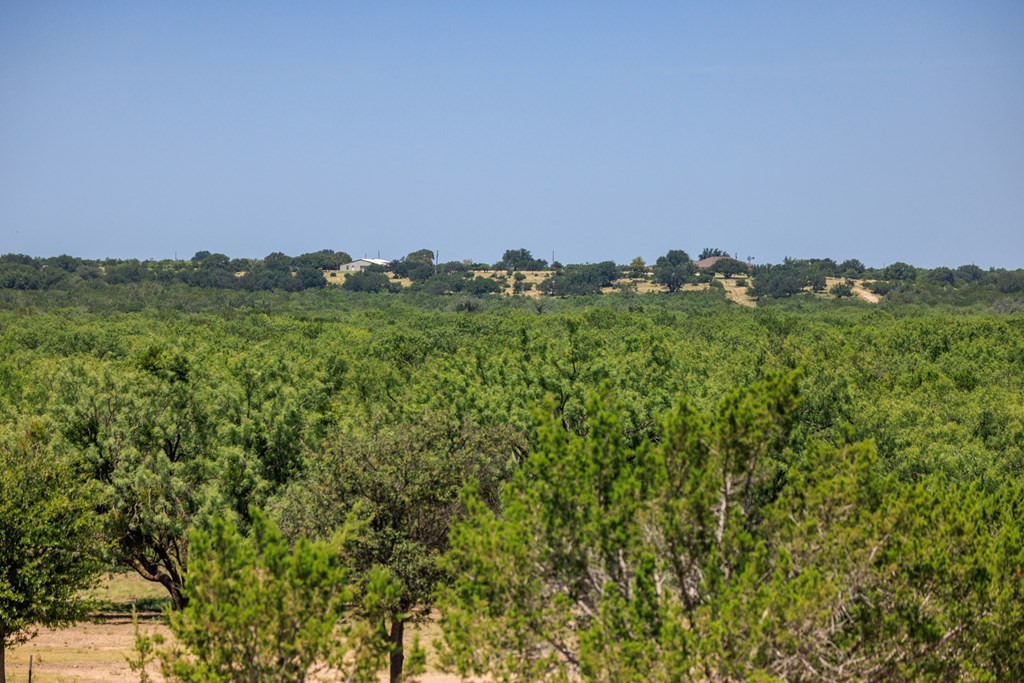 16251 Door Key Road San Angelo, TX 76904 - Photo 34 of 69 a view of a lush green forest with trees in the background