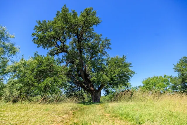 a view of a yard with a tree
