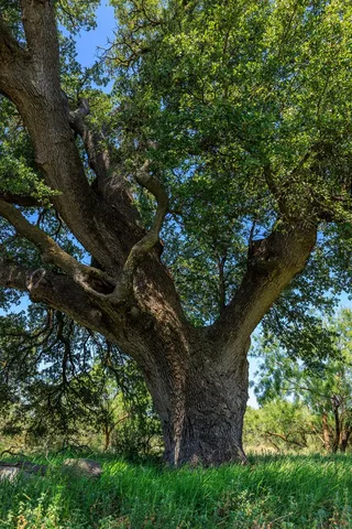 a view of a yard with a tree