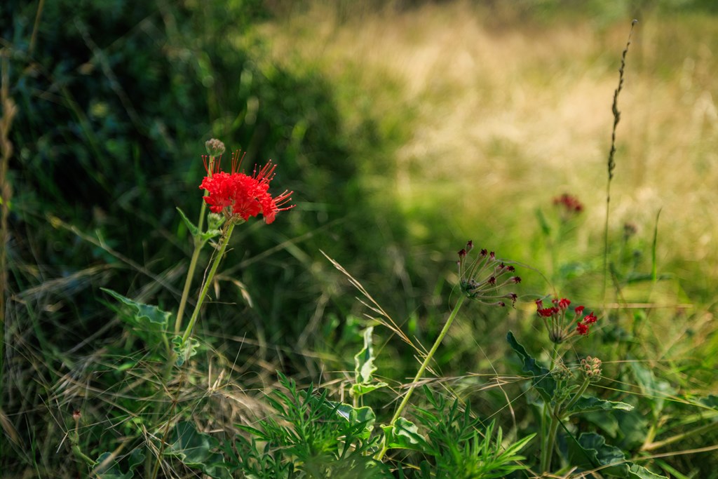 16251 Door Key Road San Angelo, TX 76904 - Photo 47 of 69 a view of a flower
