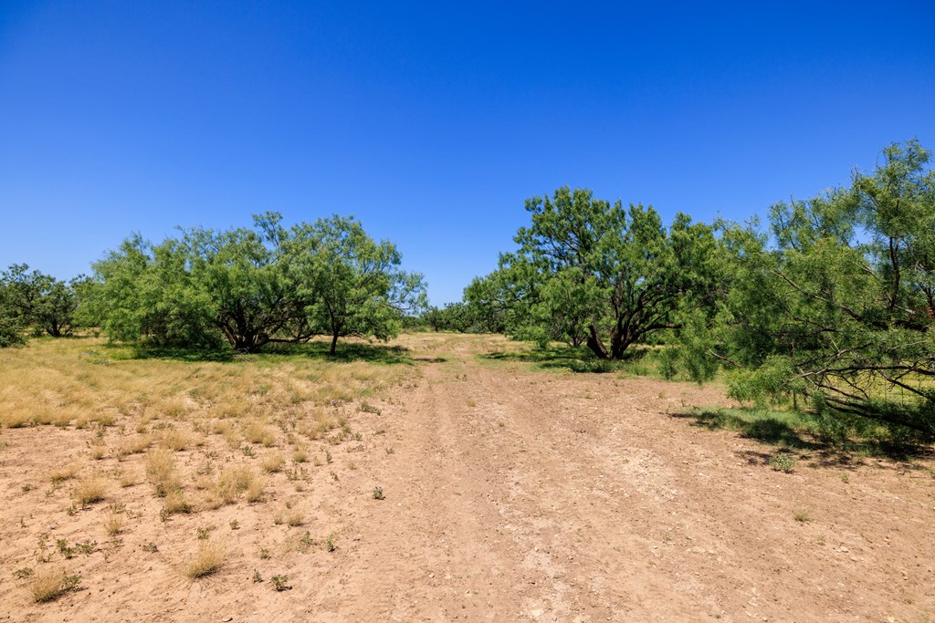 16251 Door Key Road San Angelo, TX 76904 - Photo 53 of 69 a view of a yard with a tree