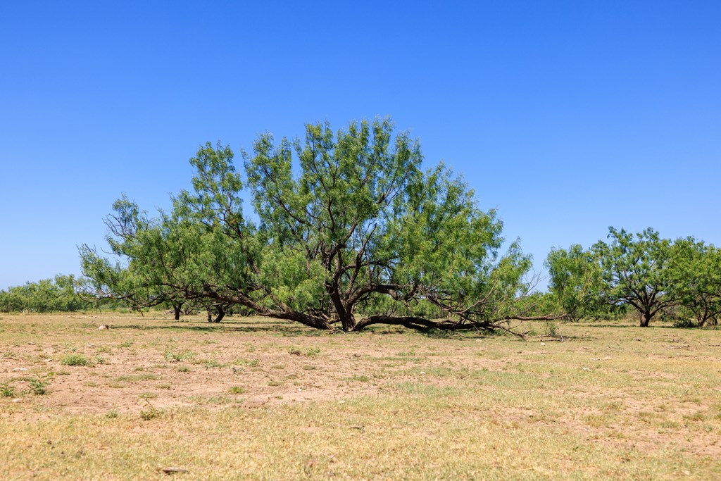 16251 Door Key Road San Angelo, TX 76904 - Photo 57 of 69 a view of a yard with a tree