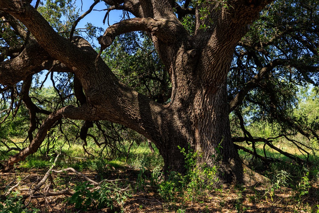 16251 Door Key Road San Angelo, TX 76904 - Photo 9 of 69 a plant of tree