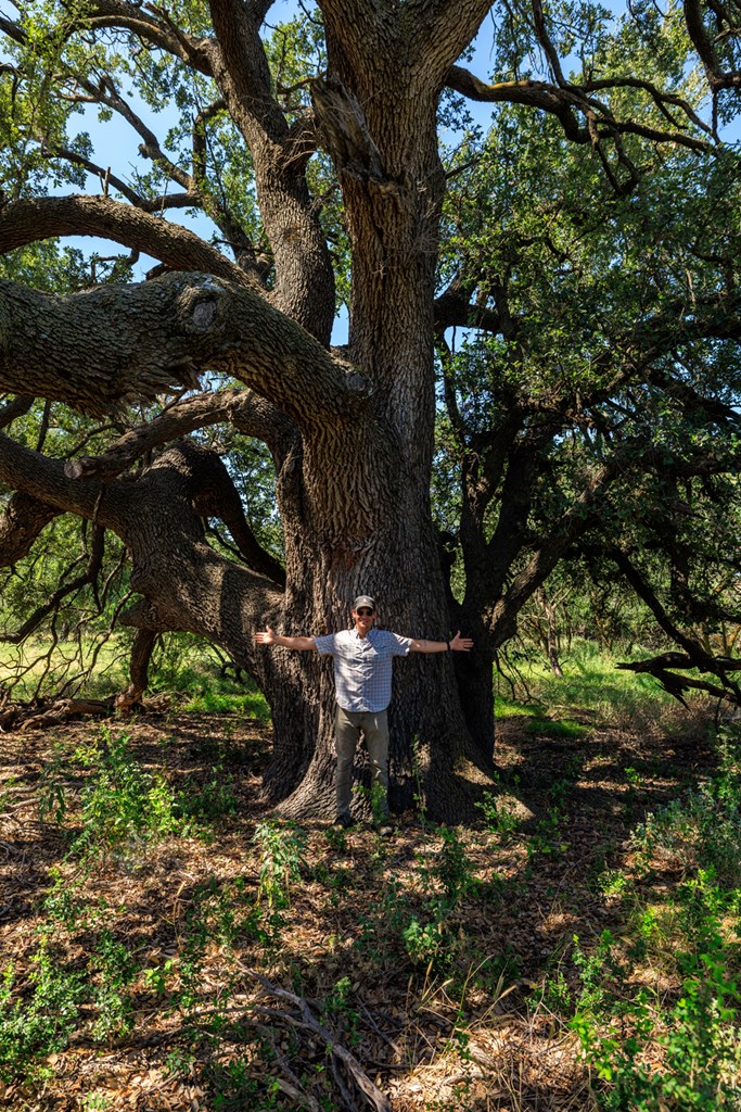 16251 Door Key Road San Angelo, TX 76904 - Photo 10 of 69 a view of a tree with a tree
