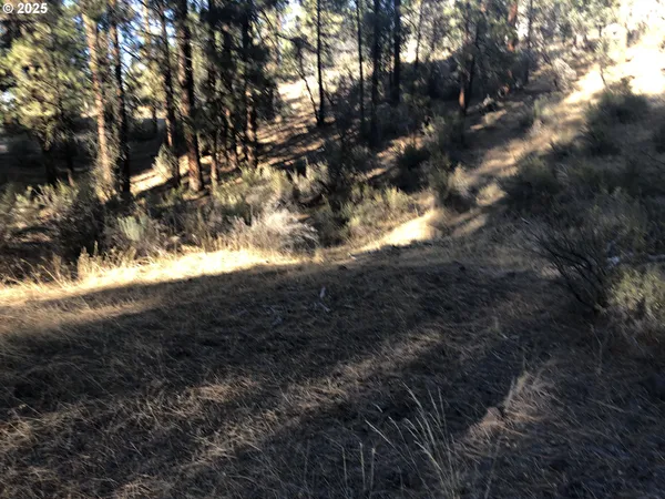 a view of a yard with a tree