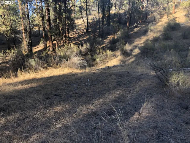 a view of dirt yard with a tree