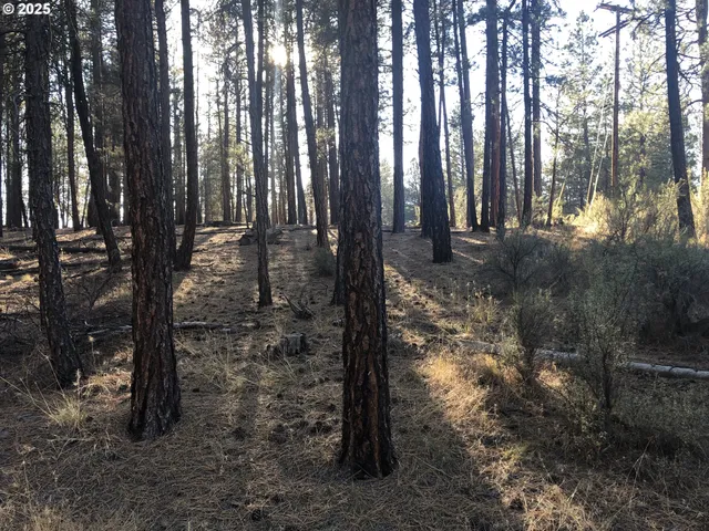 a view of outdoor space and garden