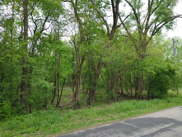 a green field with lots of trees