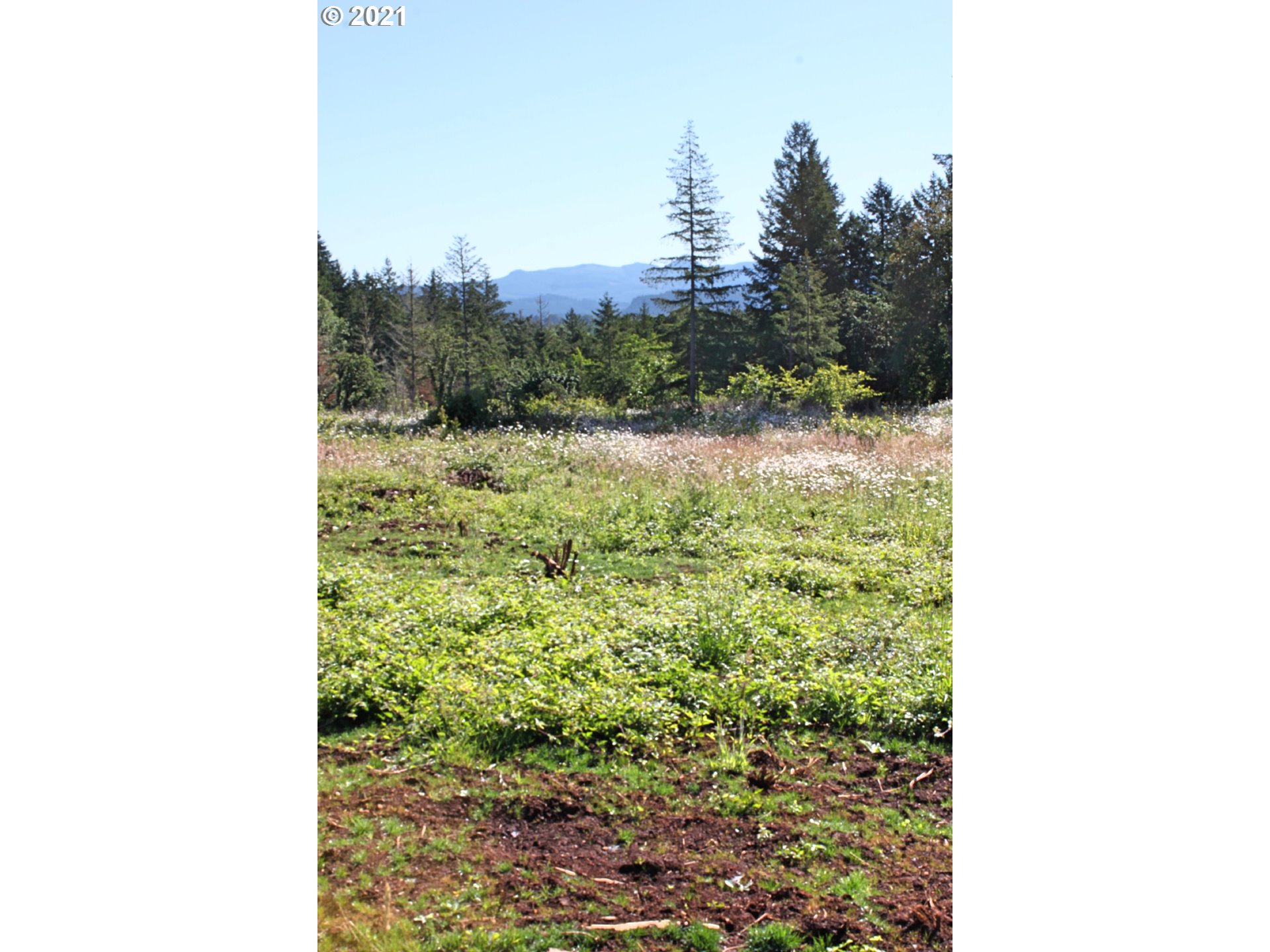 Donna Road Springfield, OR 97478 - Photo 18 of 21 Gallery Image 18