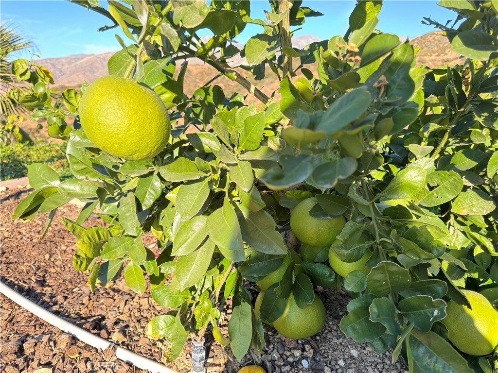 11945 Pendleton Road Yucaipa, CA 92399 - Photo 47 of 56 healthy fruit trees all on drip system