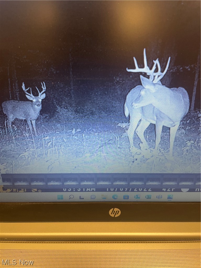 50748 Shenandoah Road Caldwell, OH 43724 - Photo 39 of 43 Hunting cam pic of Deer