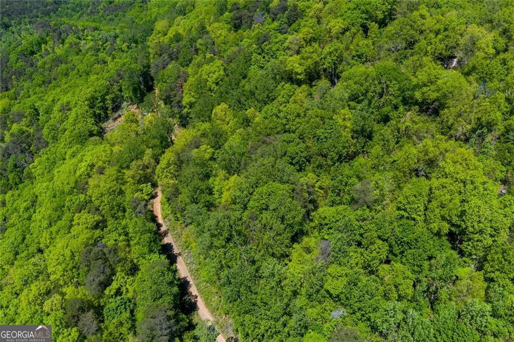 0 Fire Tower Road, Unit LOT 7 Jasper, GA 30143 - Photo 11 of 12 a view of a lush green forest with a tree