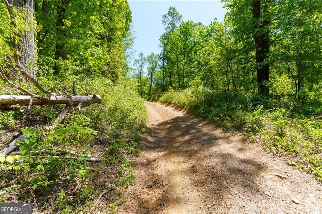 0 Fire Tower Road, Unit LOT 7 Jasper, GA 30143 - Photo 2 of 12 a view of a forest with a tree