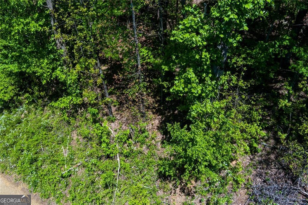0 Fire Tower Road, Unit LOT 7 Jasper, GA 30143 - Photo 5 of 12 a view of a lush green forest