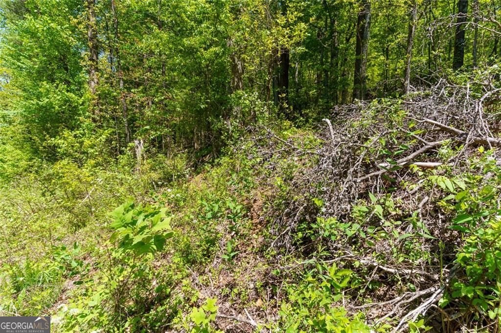 0 Fire Tower Road, Unit LOT 7 Jasper, GA 30143 - Photo 6 of 12 a view of a lush green forest with lawn chairs and plants