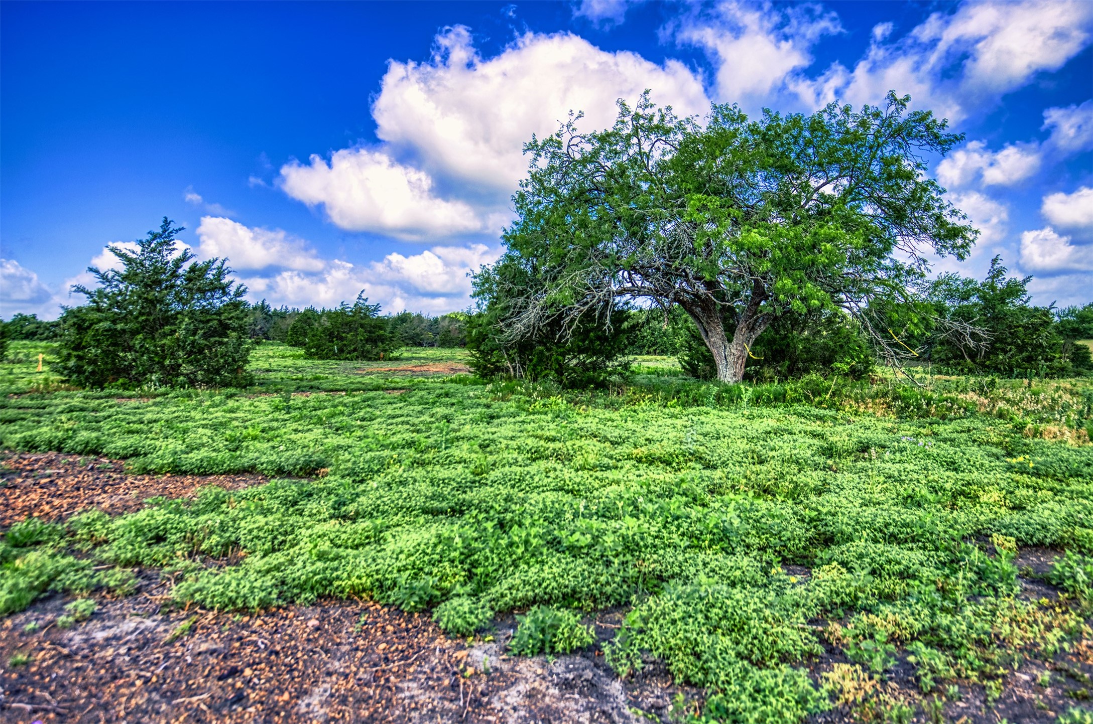 Lot 2 Wonder Hill Road Chappell Hill, TX 77426 - Photo 5 of 17 a view of a big yard with plants and a large tree