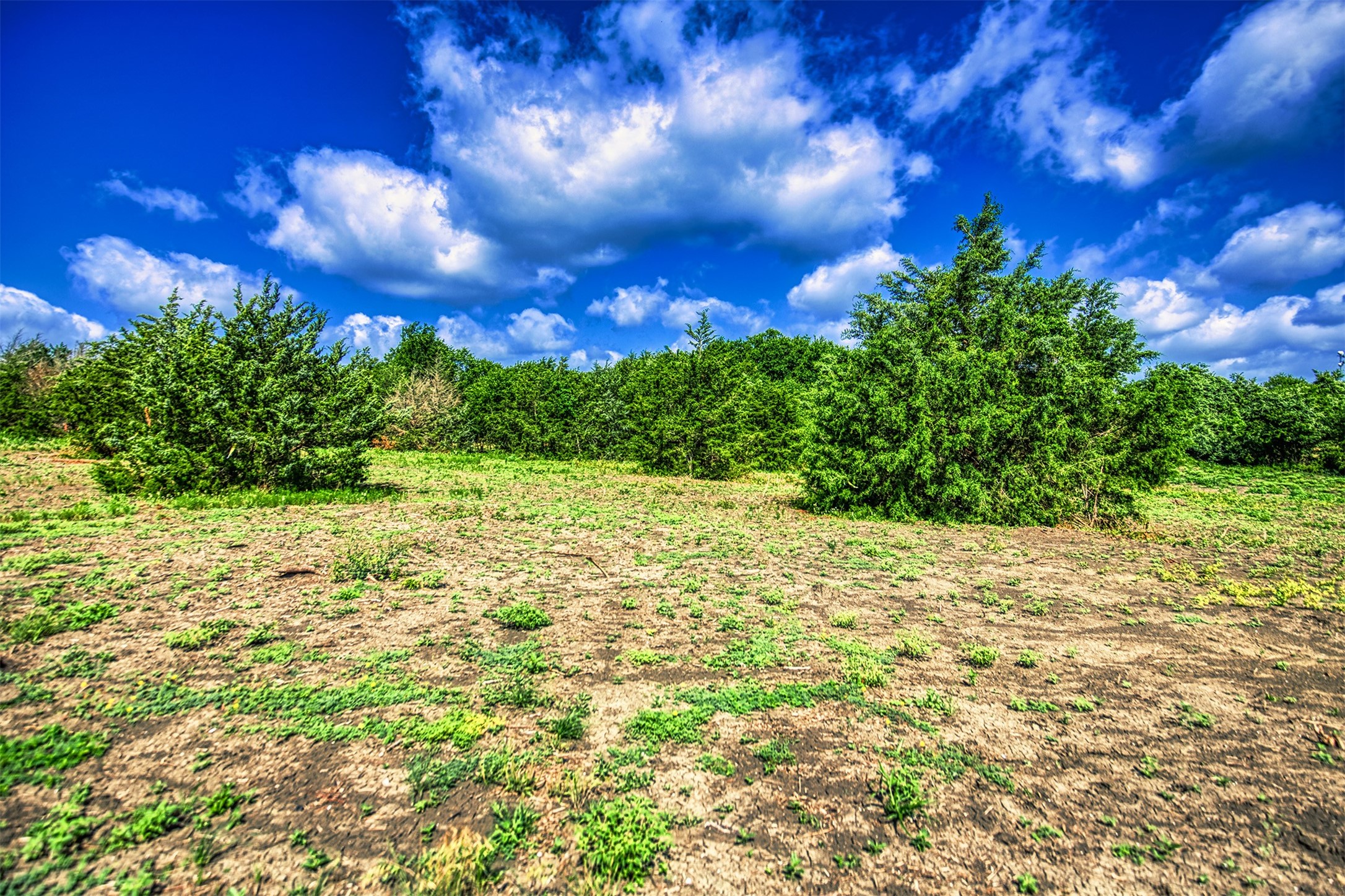 Lot 2 Wonder Hill Road Chappell Hill, TX 77426 - Photo 7 of 17 a view of a yard with a tree