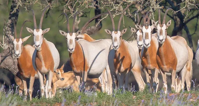 a close up of a white house