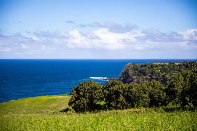 a view of a yard with a tree