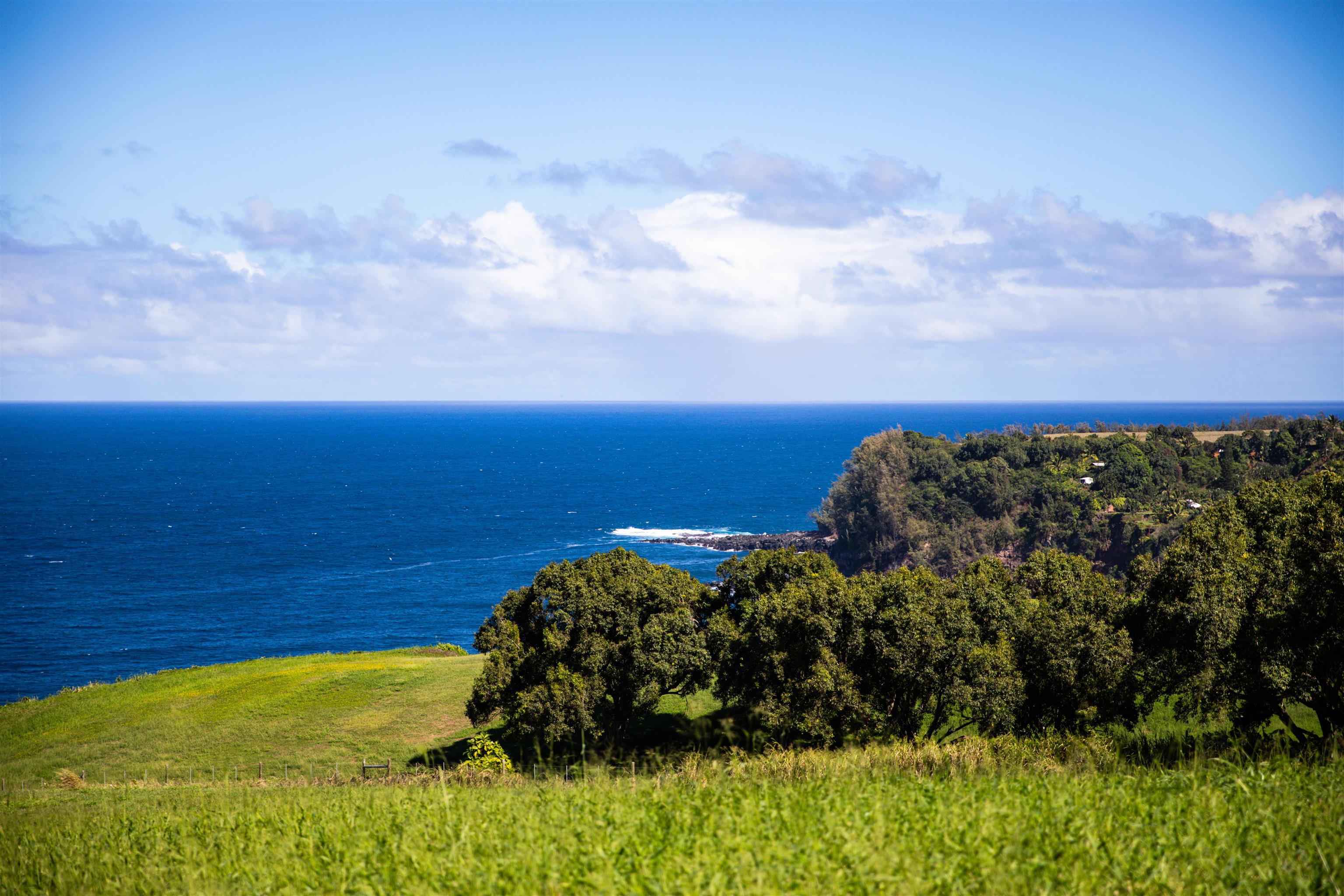 402 Mehana Road Haiku, HI 96708 - Photo 12 of 20 a view of a yard