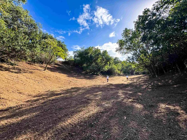 a view of a yard with a tree