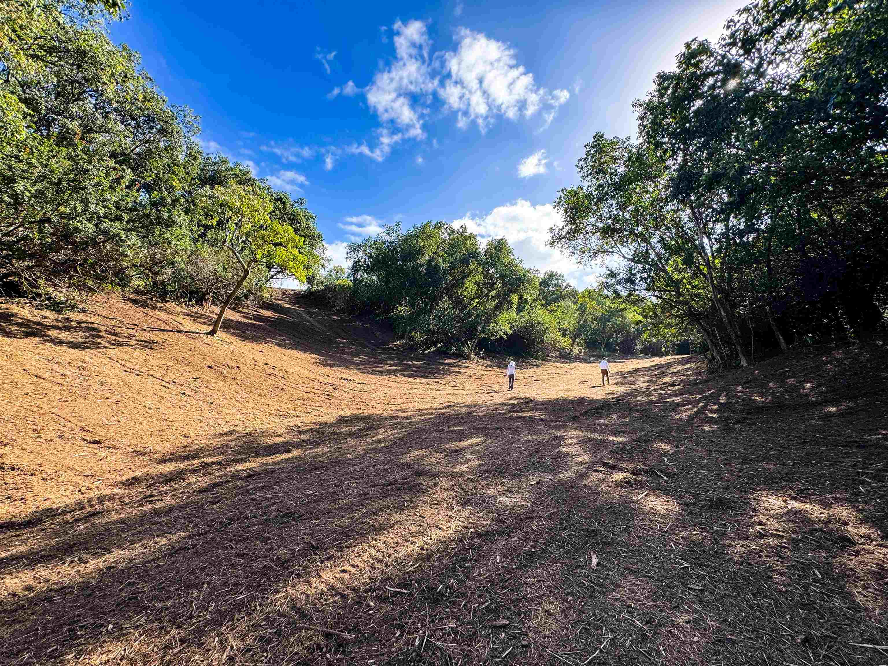 402 Mehana Road Haiku, HI 96708 - Photo 13 of 20 a view of a yard with a tree