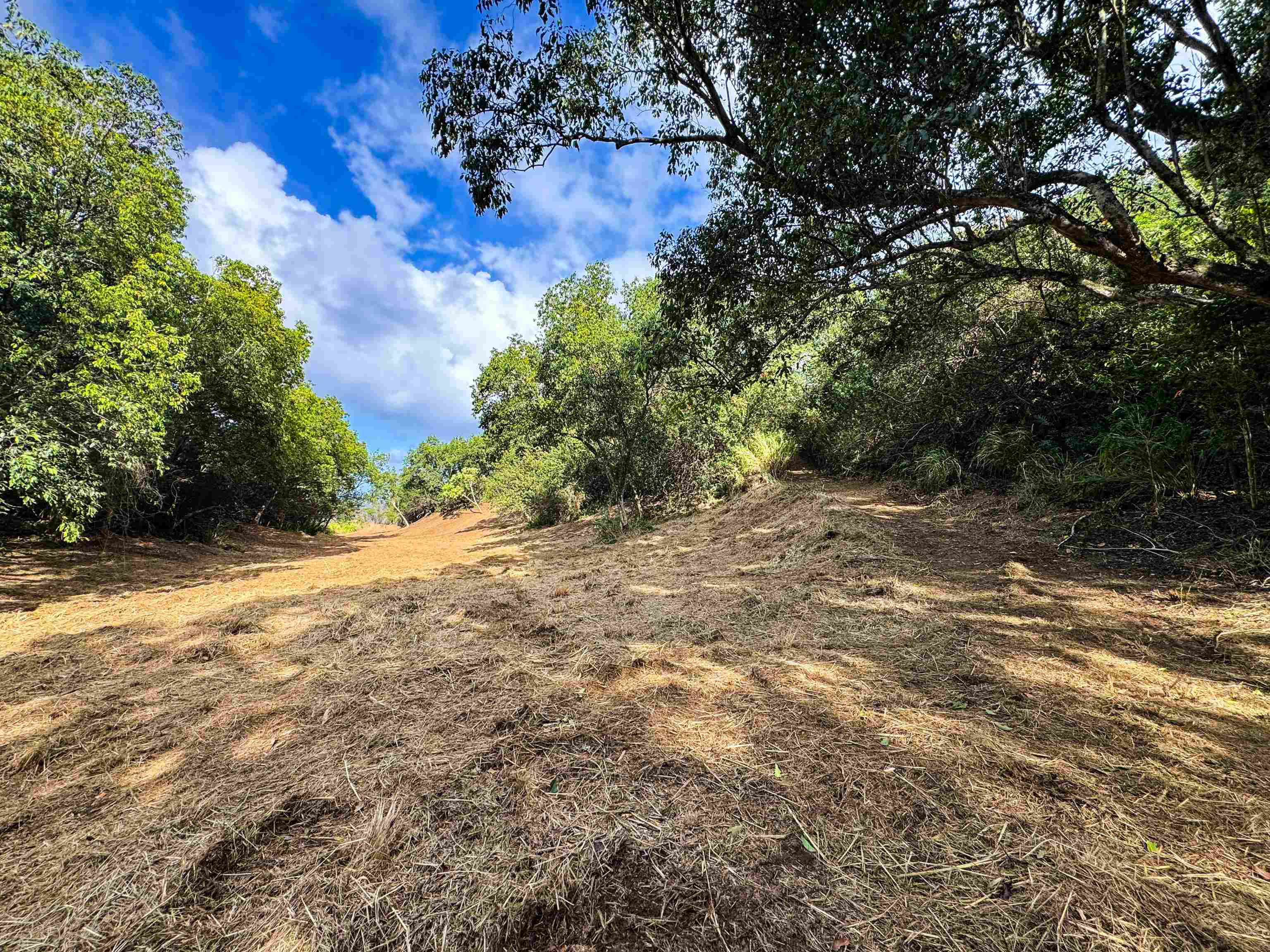 402 Mehana Road Haiku, HI 96708 - Photo 14 of 20 a view of a yard with a tree