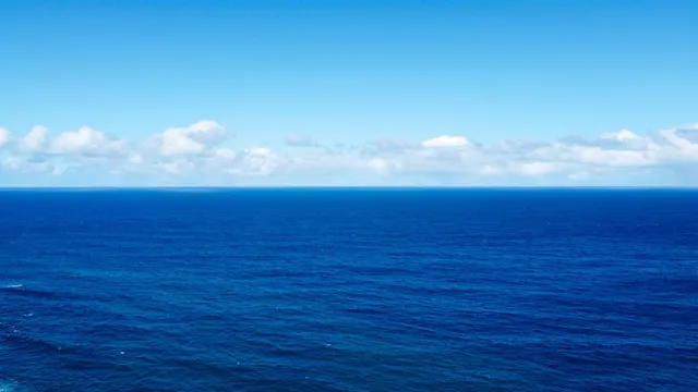 a view of a garden with a flower