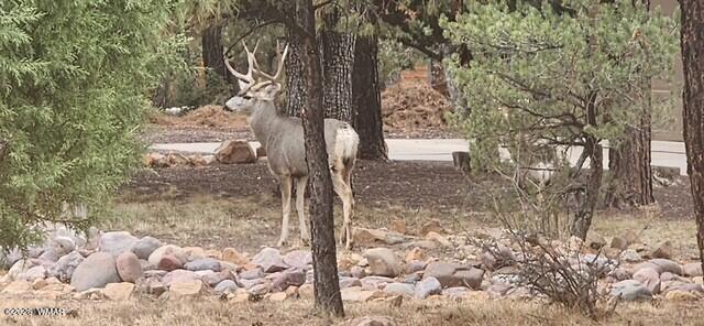 3408 Ponderosa Loop Heber, AZ 85928 - Photo 53 of 57 Deer