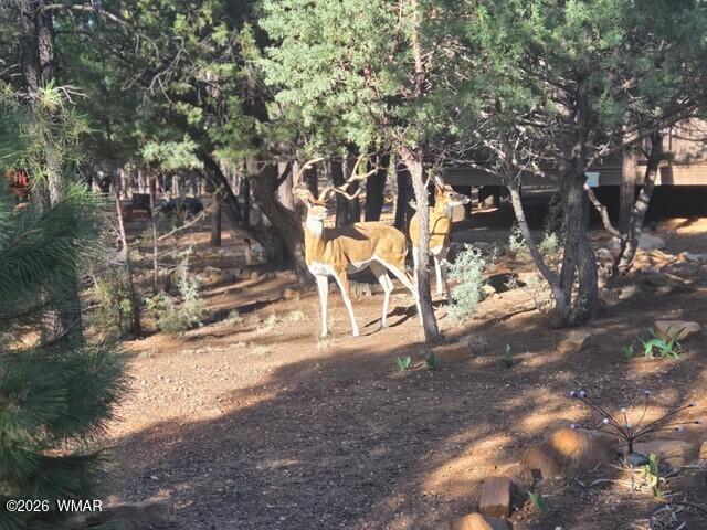 3408 Ponderosa Loop Heber, AZ 85928 - Photo 56 of 57 a view of a yard with a tree