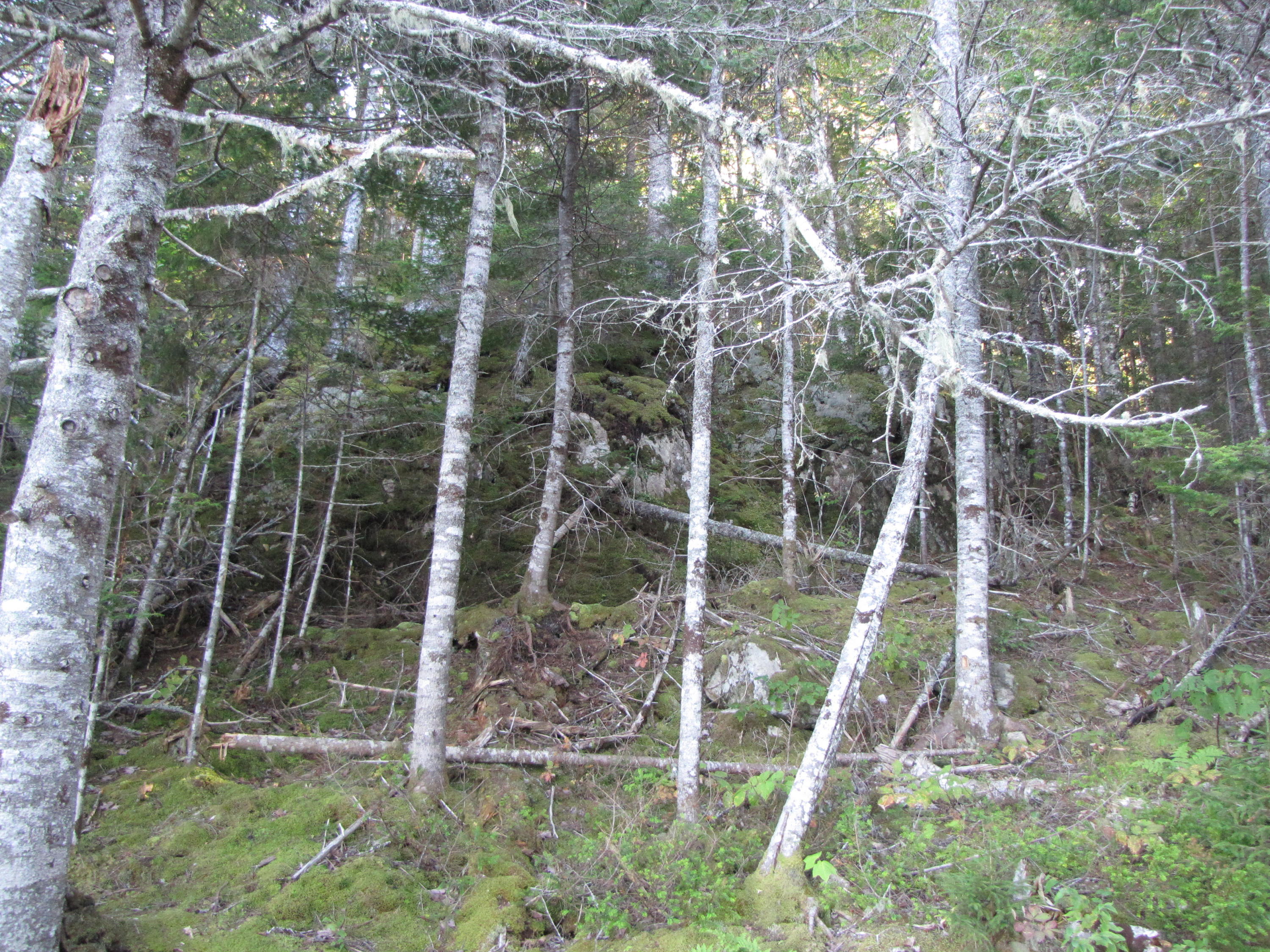 Lot 28 Halls Mills Road Whiting, ME 04691 - Photo 20 of 29 IMG_1145