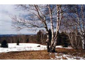 Cor Sargent/clermont Road Washington, VT 05675 - Photo 3 of 8