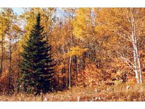 Cor Sargent/clermont Road Washington, VT 05675 - Photo 6 of 8