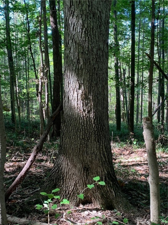 31-ac Green Ridge Road Peebles, OH 45660 - Photo 18 of 23 Gallery Image 18