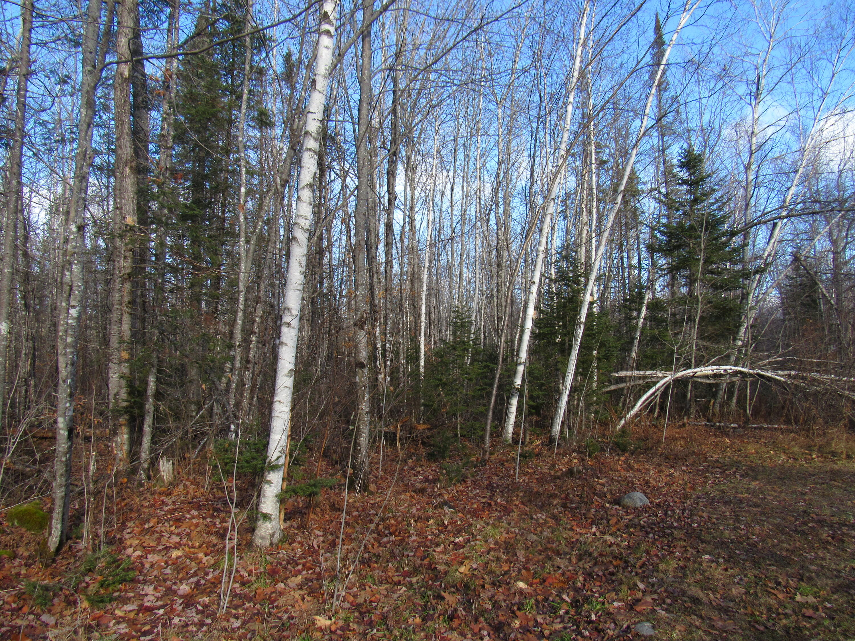 M7-l4 Meadow Road Corinth, ME 04427 - Photo 6 of 10 Imported Photos 00029