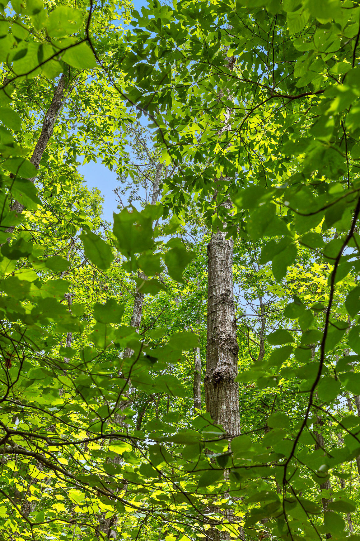 157 Highway 157 Rising Fawn, GA 30738 - Photo 20 of 24 27 Acres Hwy 157