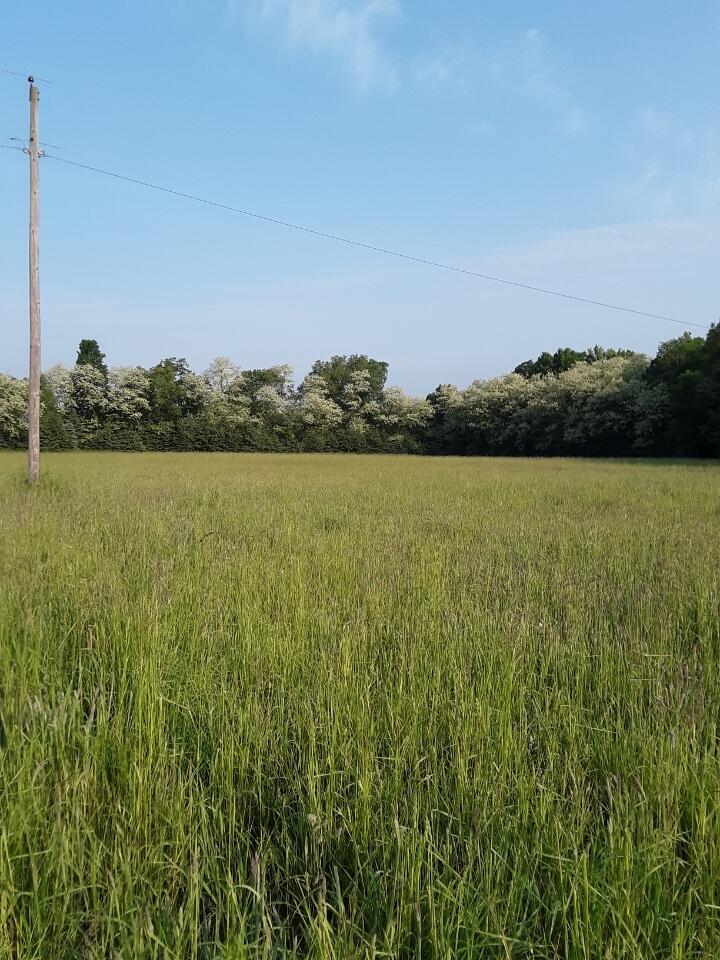 0 West Tyler Road Hart, MI 49420 - Photo 8 of 18 Hayfield Looking NW