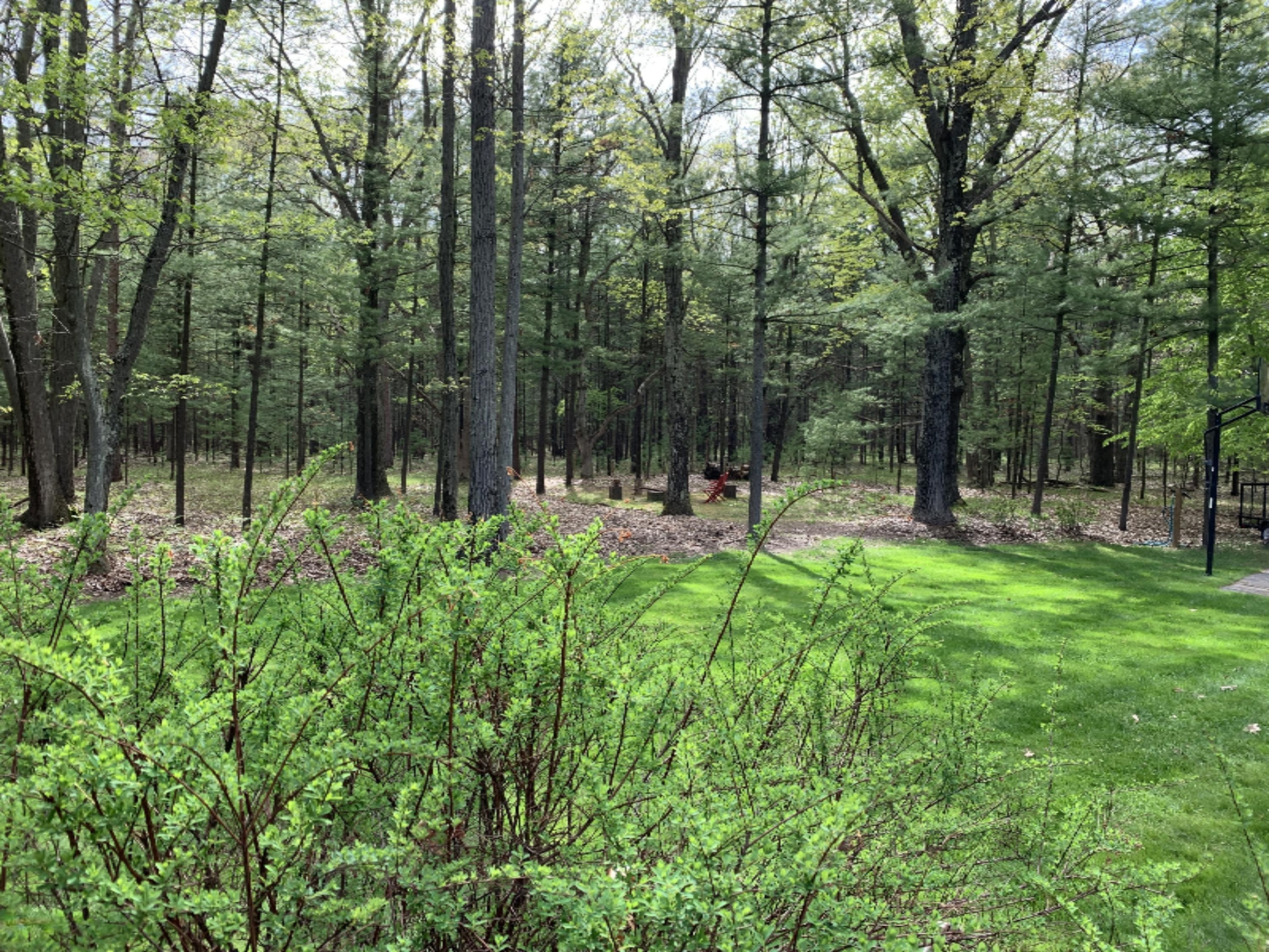 1433 Timber Ridge Drive Manistee, MI 49660 - Photo 56 of 75 Side yard
