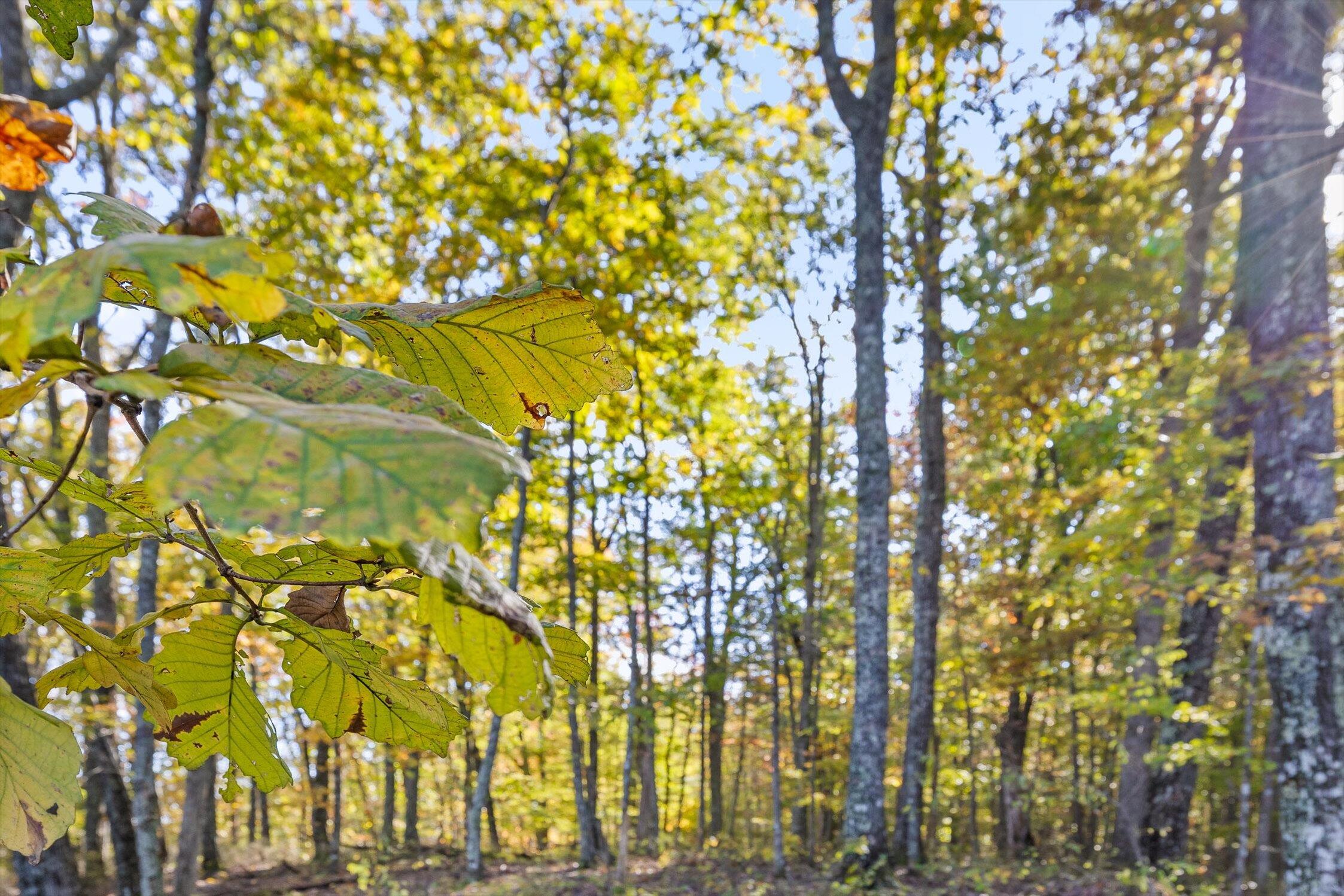680 Rattlesnake Spring Road Sewanee, TN 37375 - Photo 8 of 87 11-Rattlesnake-10