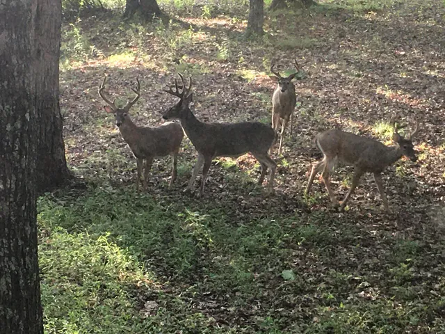 $900,000 | 680 Rattlesnake Spring Road, Sewanee, TN 37375