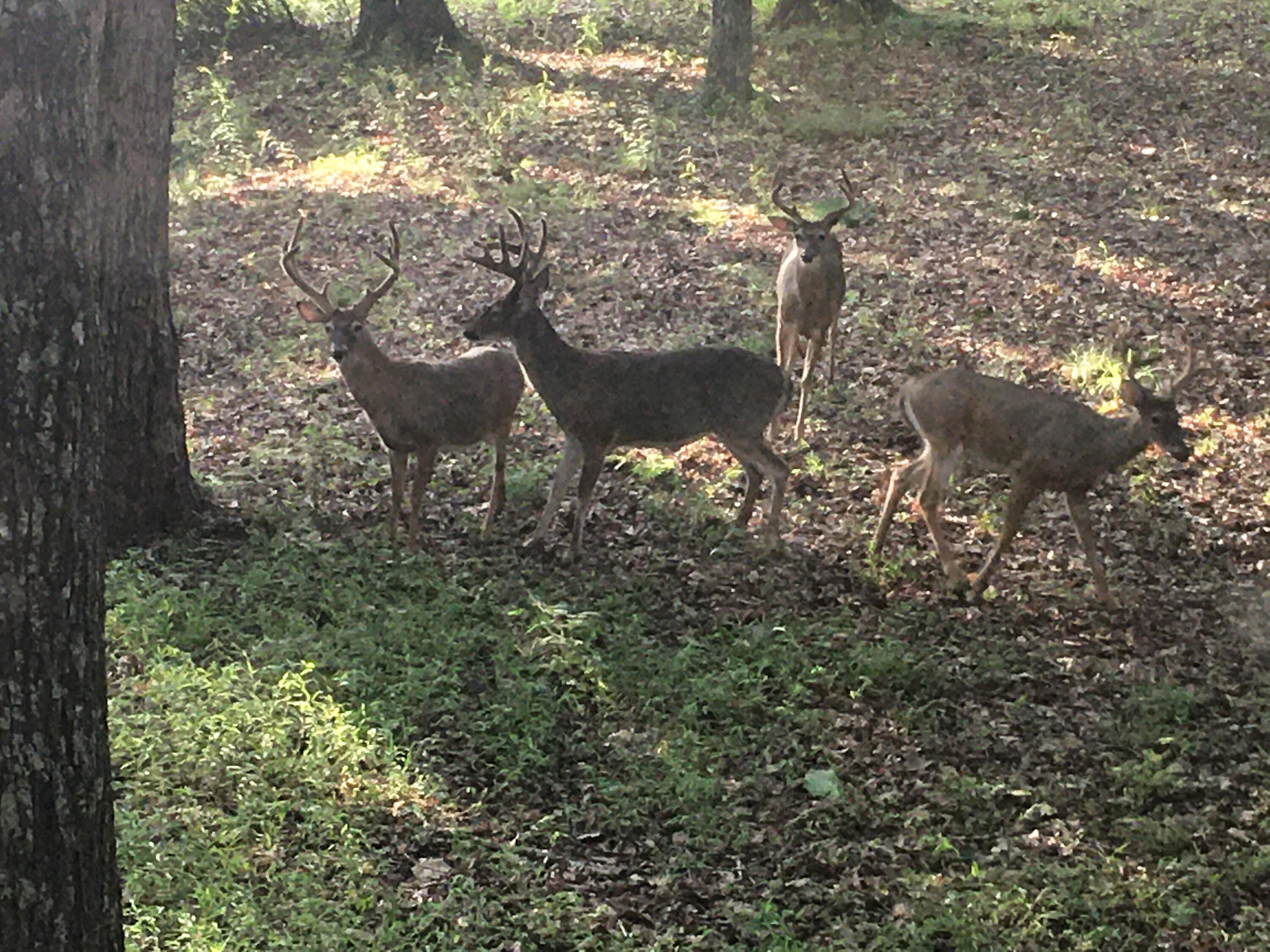 680 Rattlesnake Spring Road Sewanee, TN 37375 - Photo 81 of 87 IMG_2905